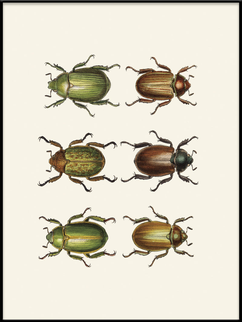 Coleoptera IX detail