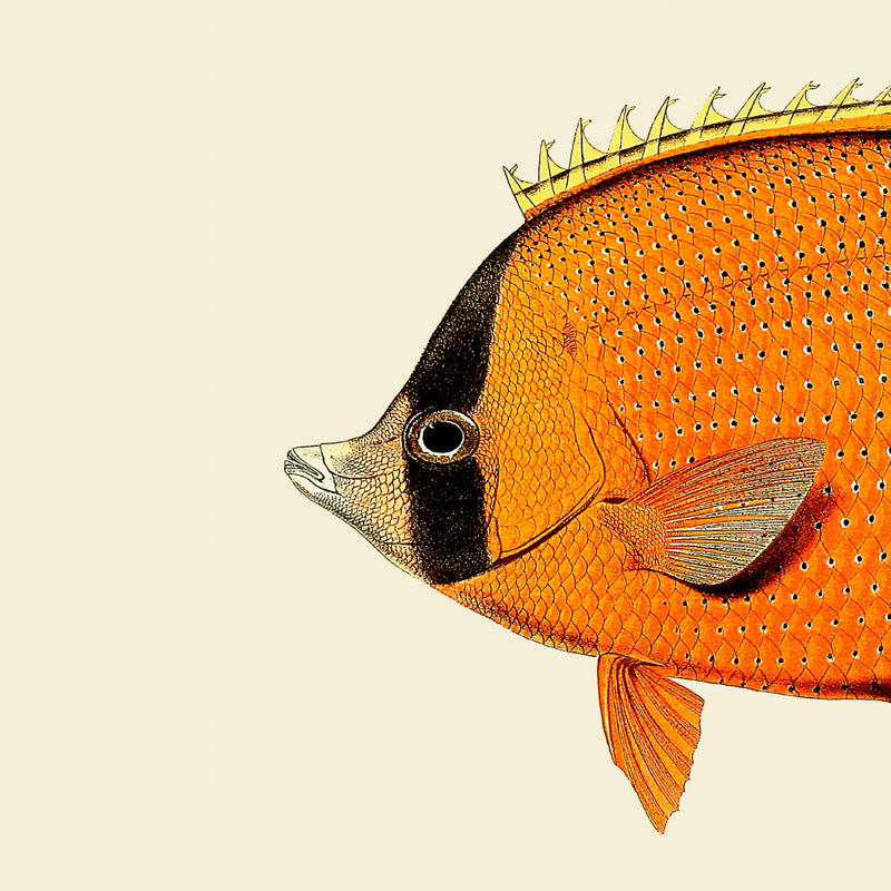 Orange Fish Head