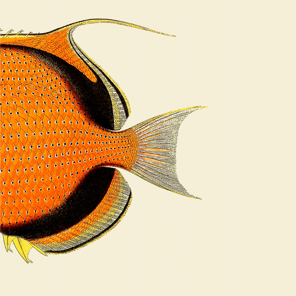 Orange Fish Tail