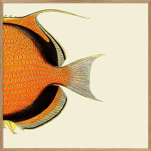 Orange Fish Tail