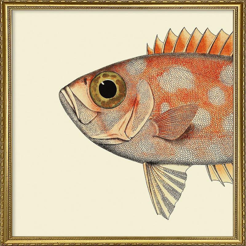 Blotched Bigeye (Priacanthus Carolinus) Head