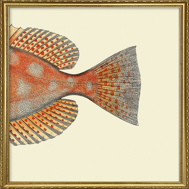 Blotched Bigeye (Priacanthus Carolinus) Tail