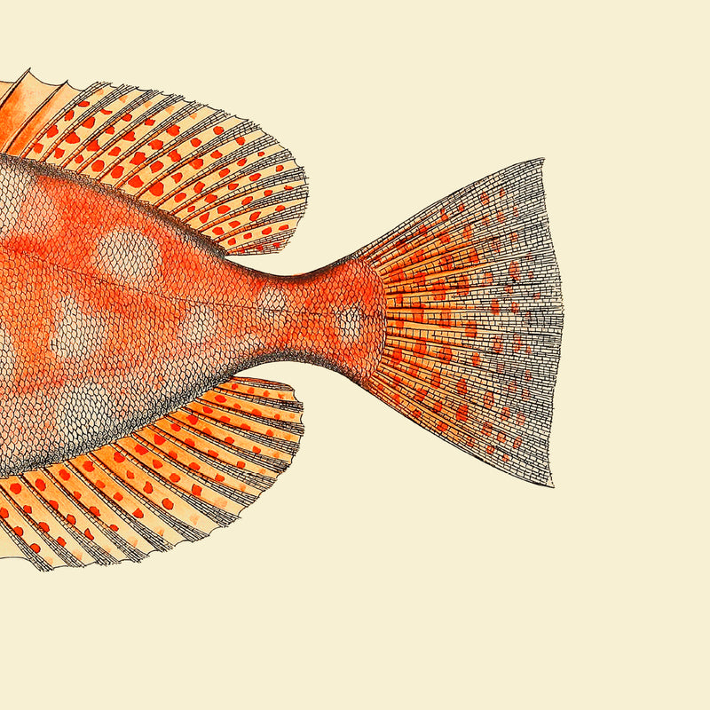 Blotched Bigeye (Priacanthus Carolinus) Tail