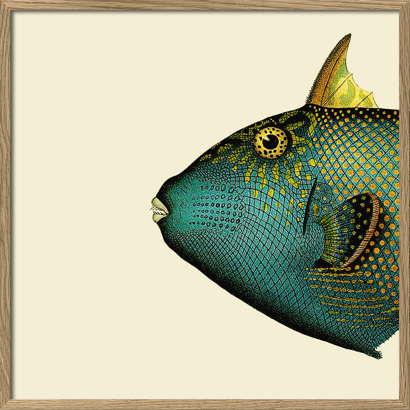 Blue Triggerfish Head