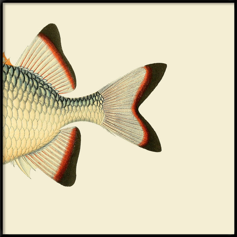 Orange White and Blue Fish Tail