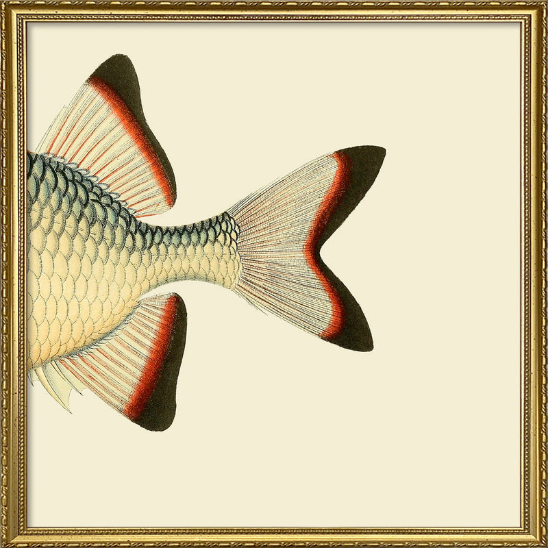 Orange White and Blue Fish Tail