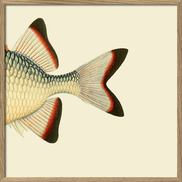 Orange White and Blue Fish Tail