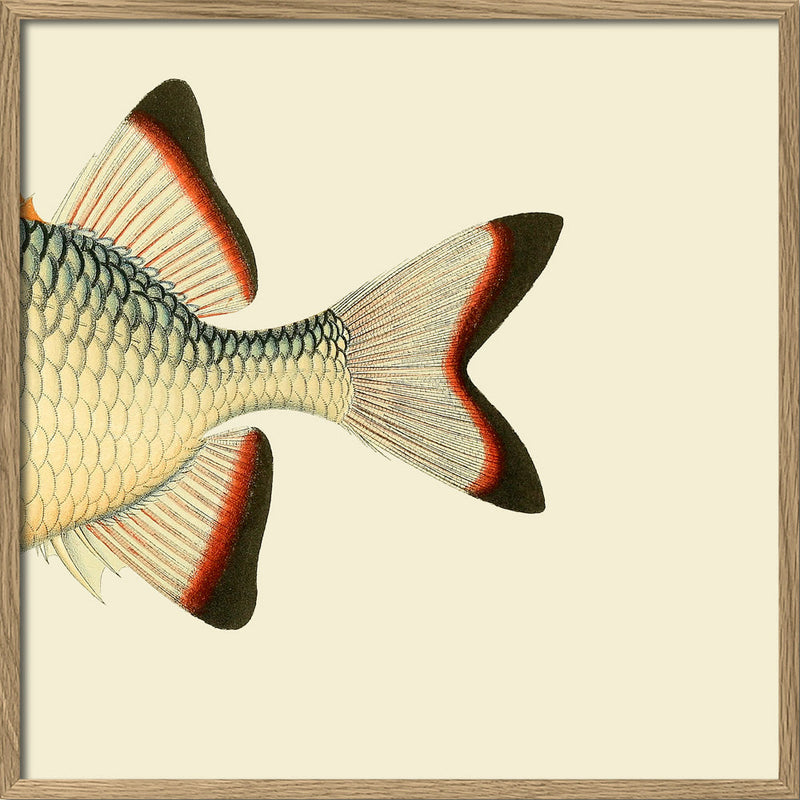 Orange White and Blue Fish Tail