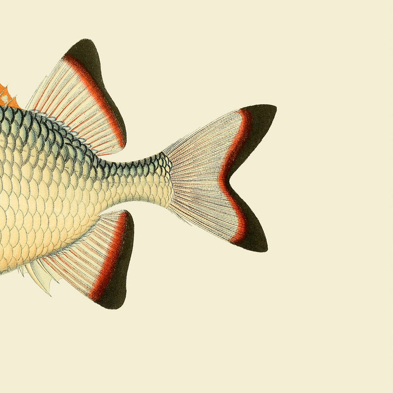 Orange White and Blue Fish Tail
