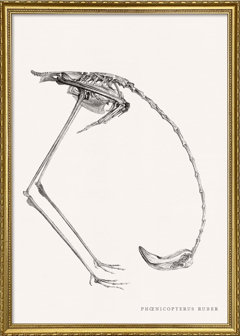 Phænicopterus