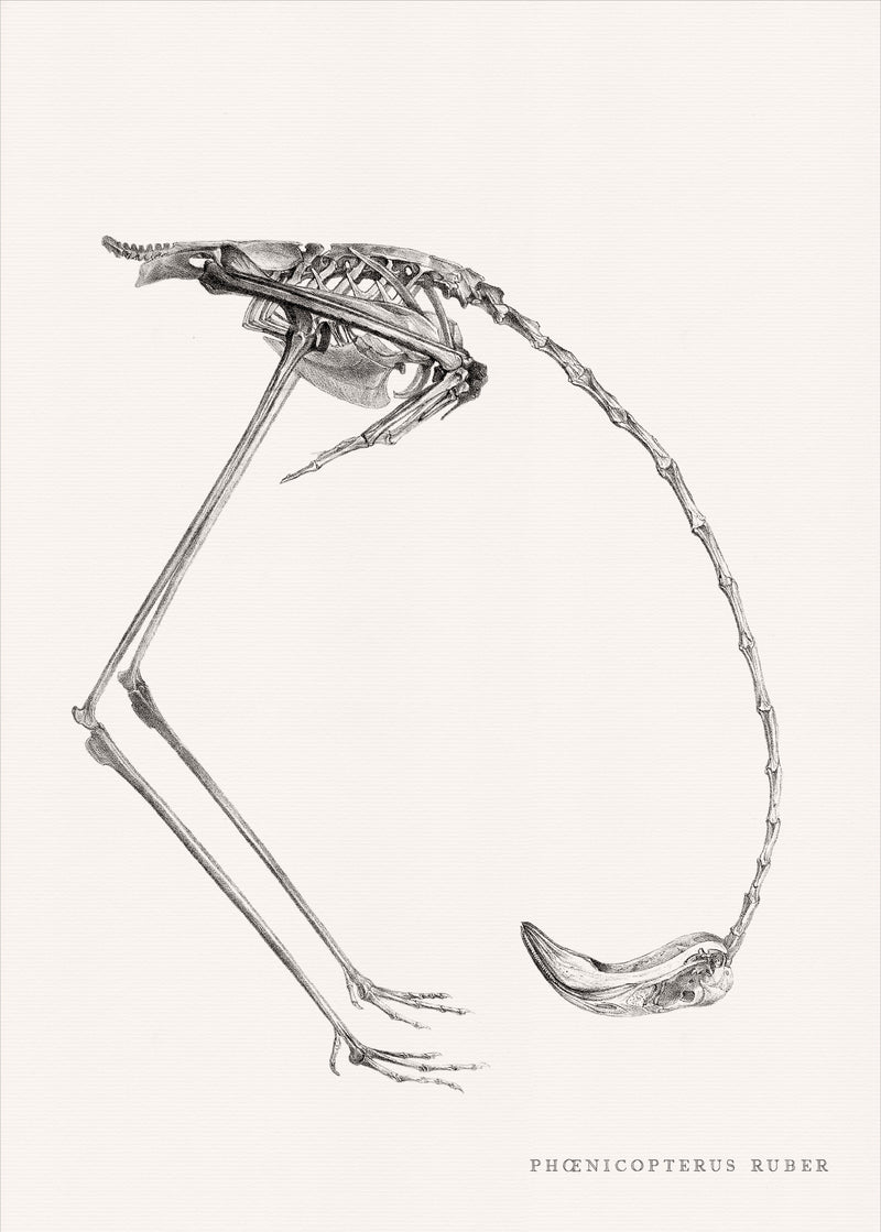 Phænicopterus