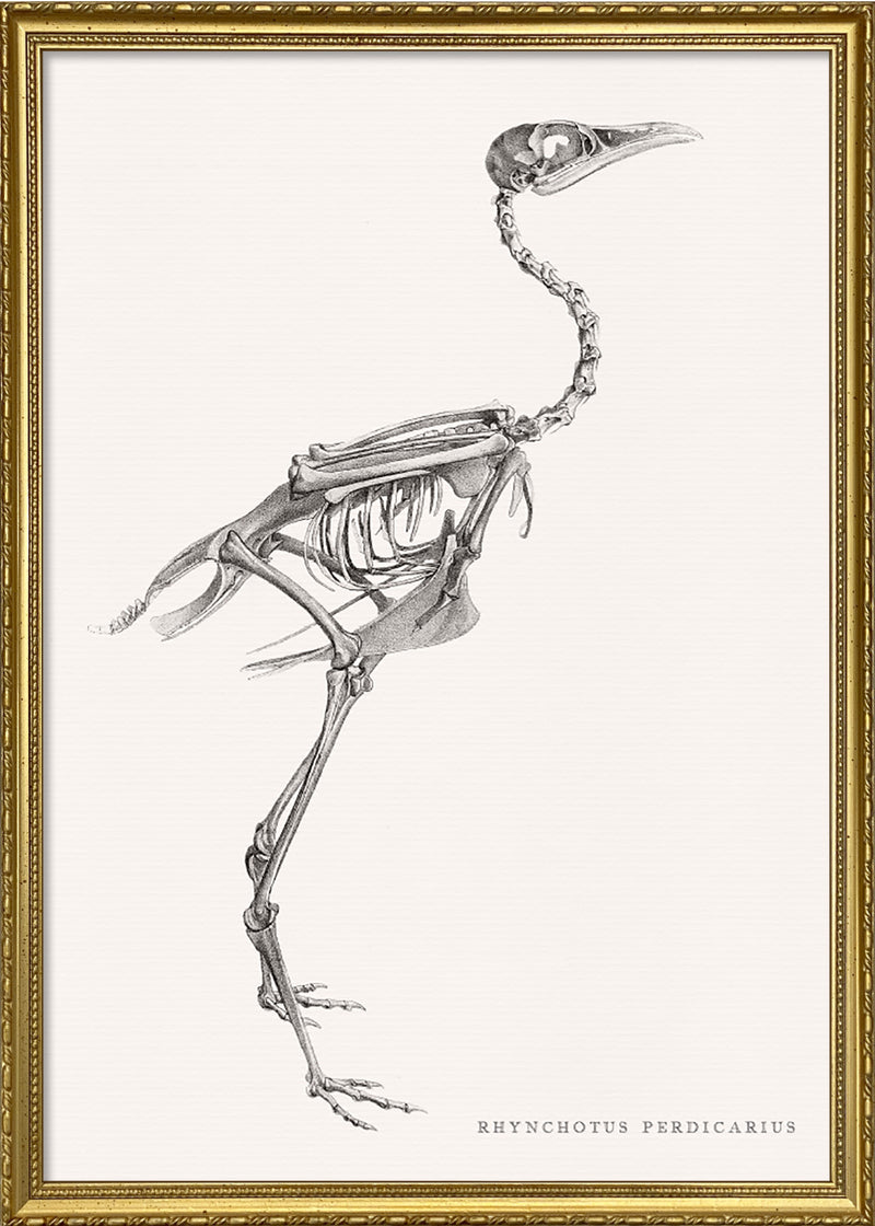 Rhynchotus