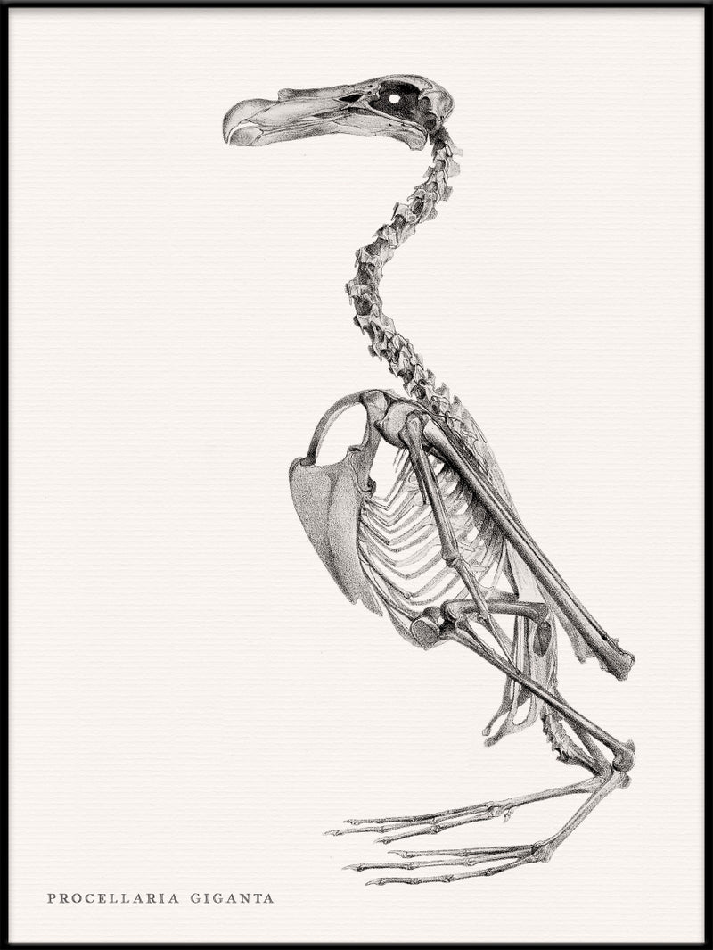 Procellaria Giganta