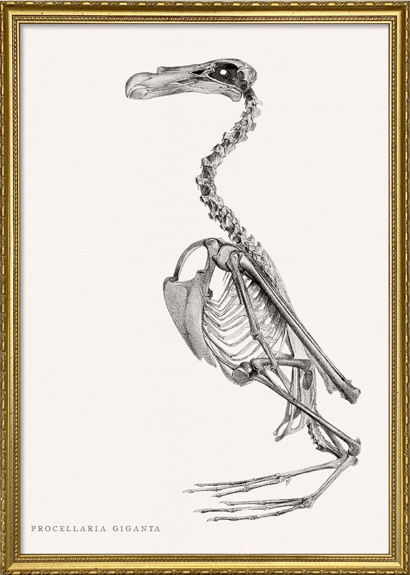 Procellaria Giganta