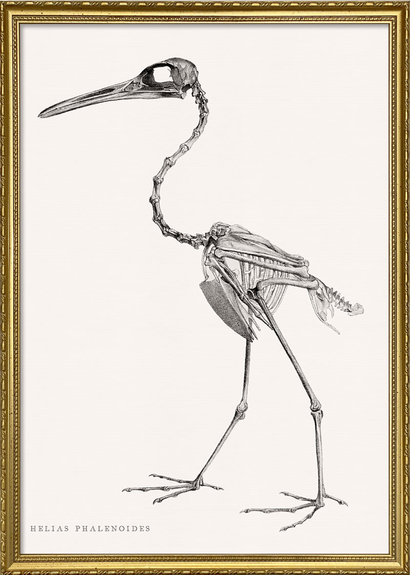 Helias Phalenoides