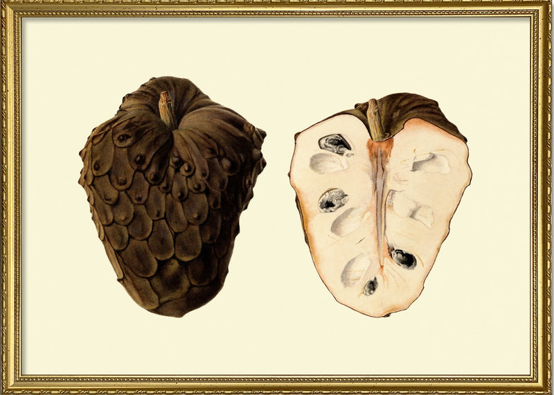 Cherimoya