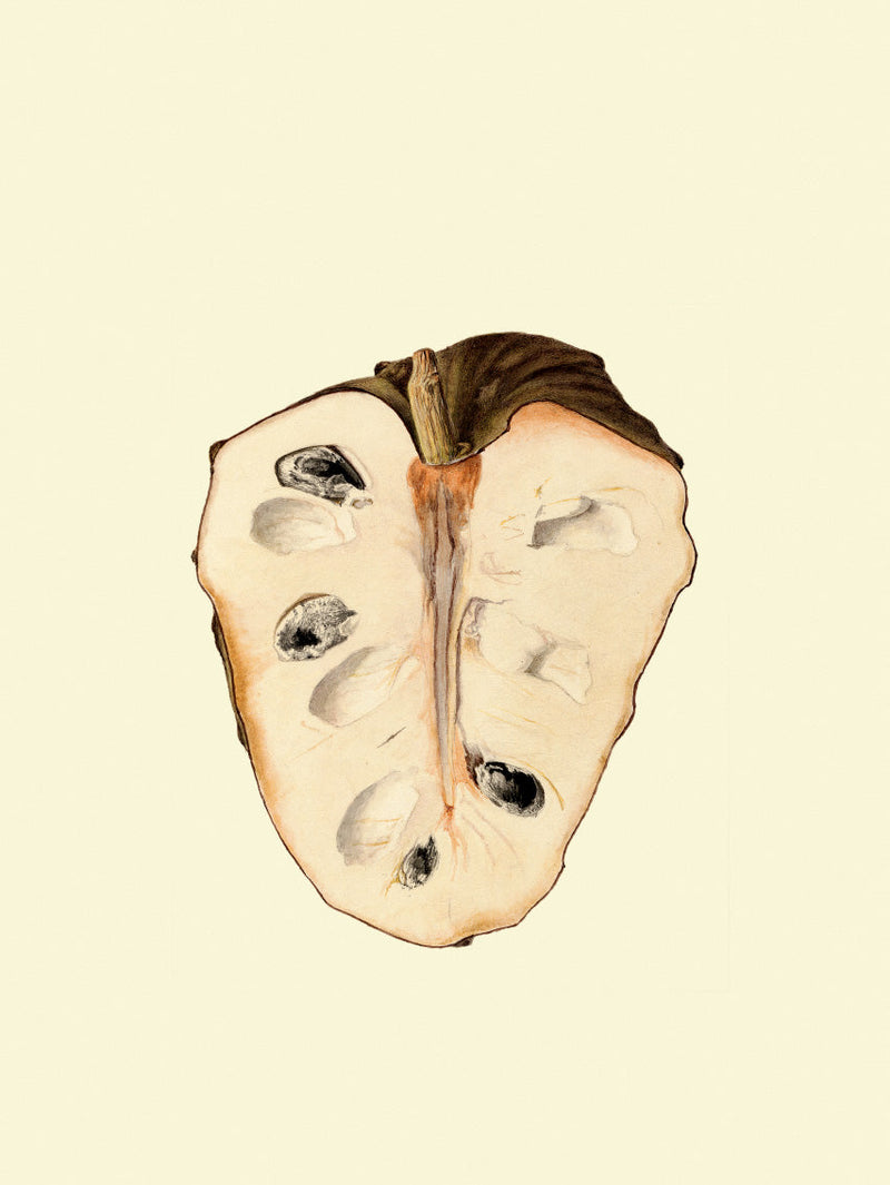 Cherimoya Open