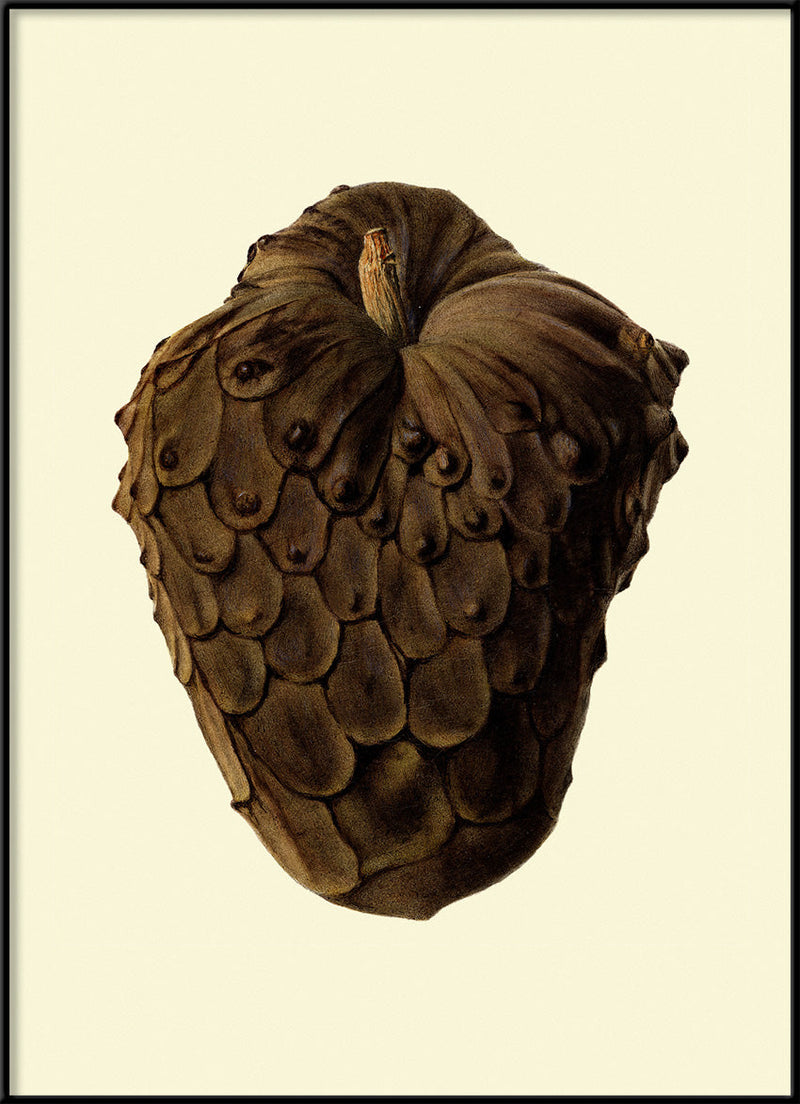 Cherimoya Closed