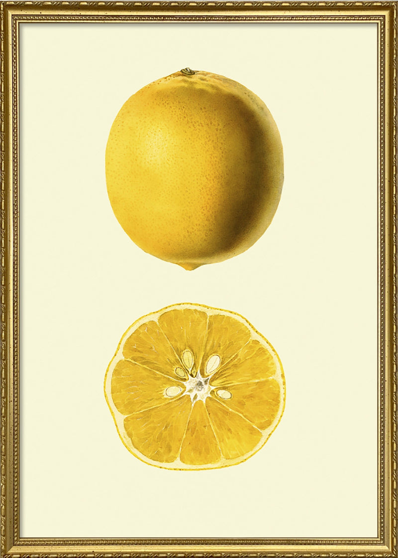 Lemon