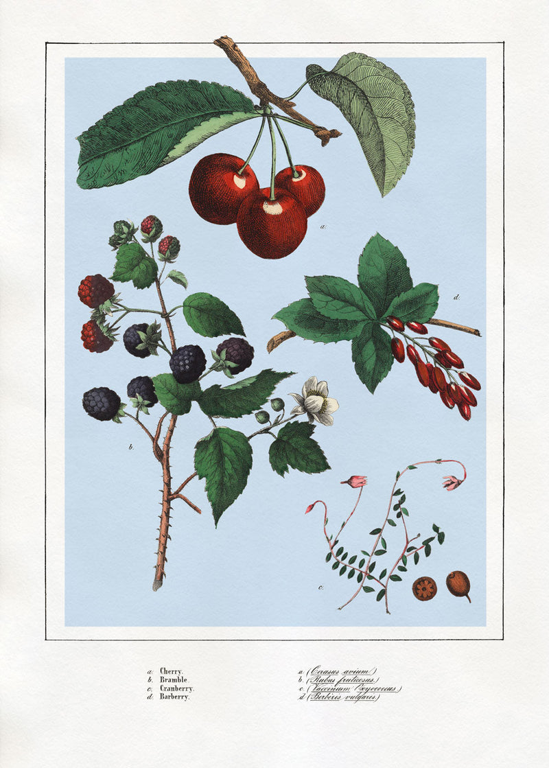 Berries II.