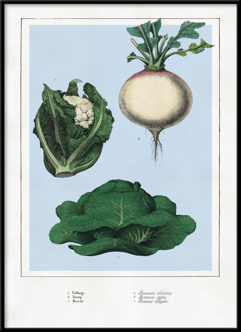 Cabbage, Turnip and Brocoli