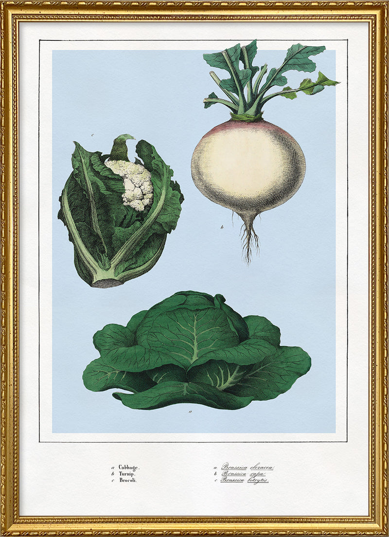 Cabbage, Turnip and Brocoli