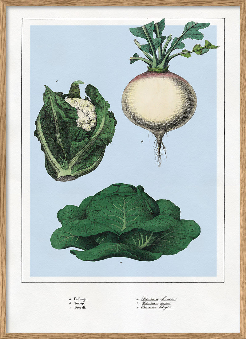 Cabbage, Turnip and Brocoli