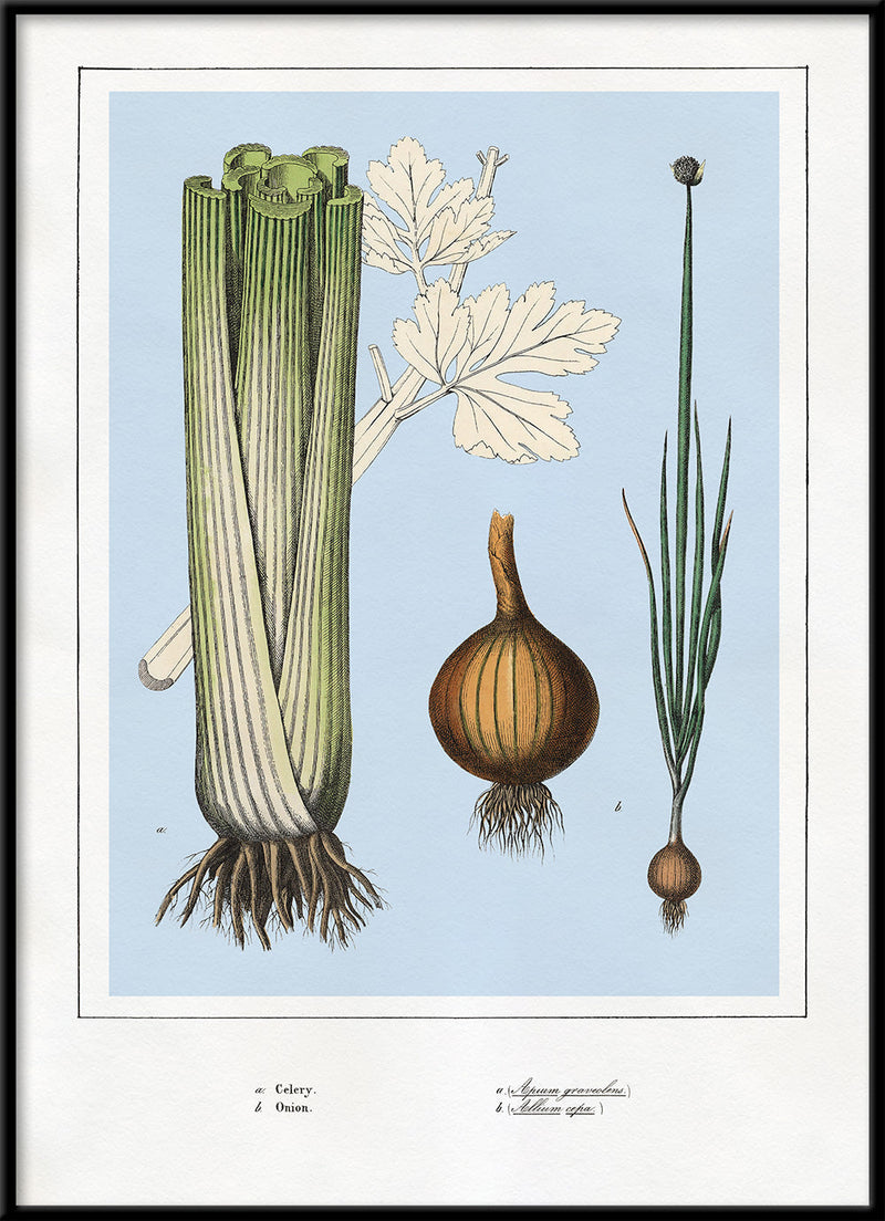 Celery and Onions