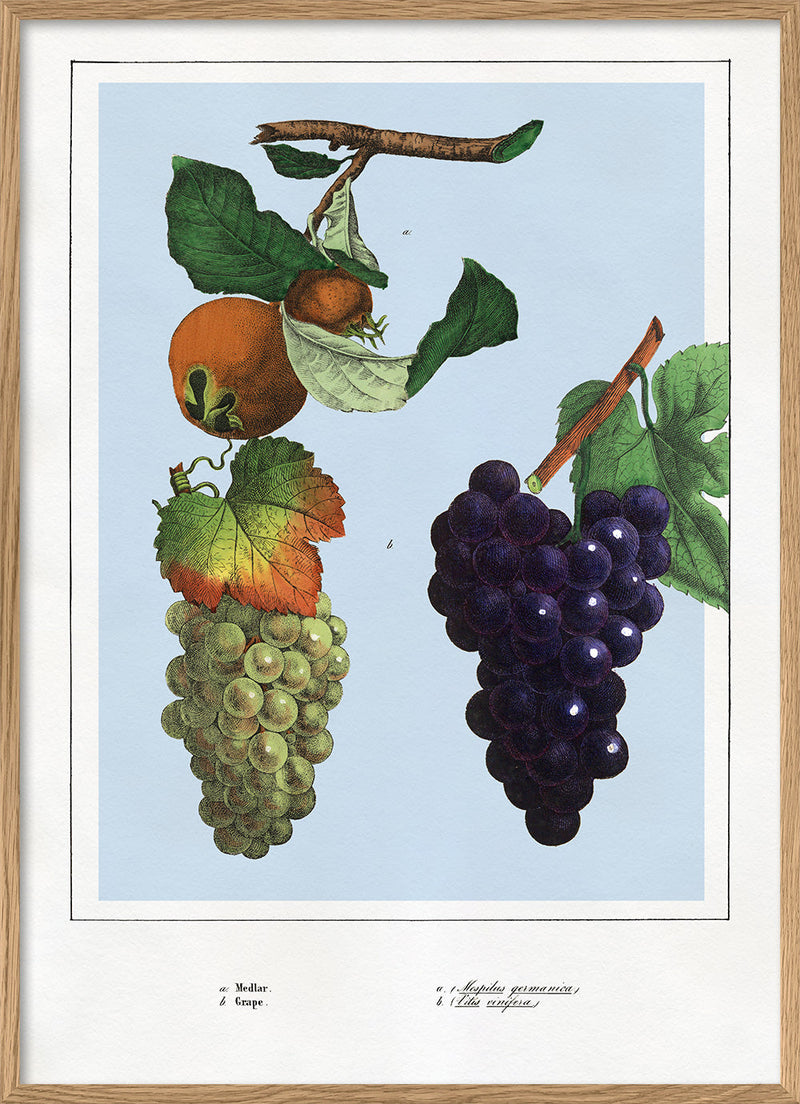 Medlar and Grape