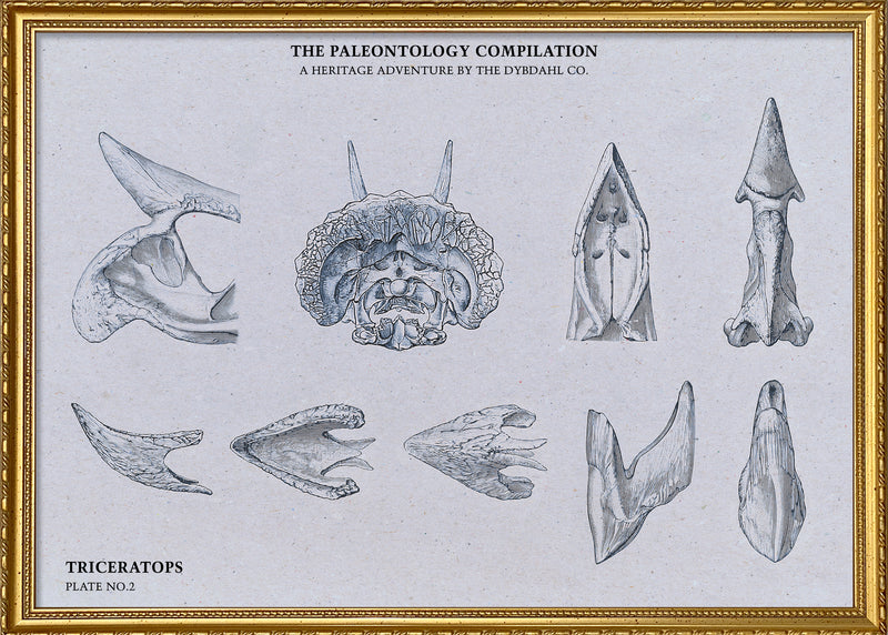 Triceratops Bones Compilation