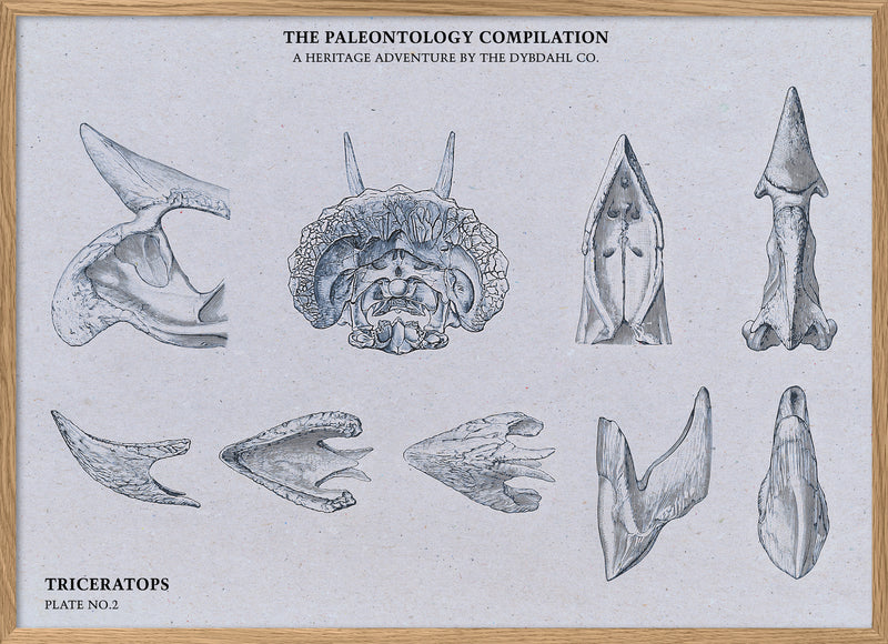 Triceratops Bones Compilation