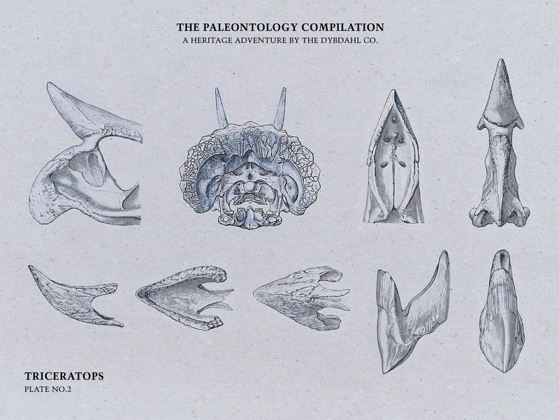 Triceratops Bones Compilation