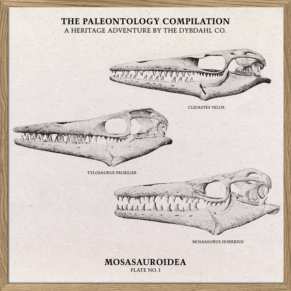 Mosasauroidea II.
