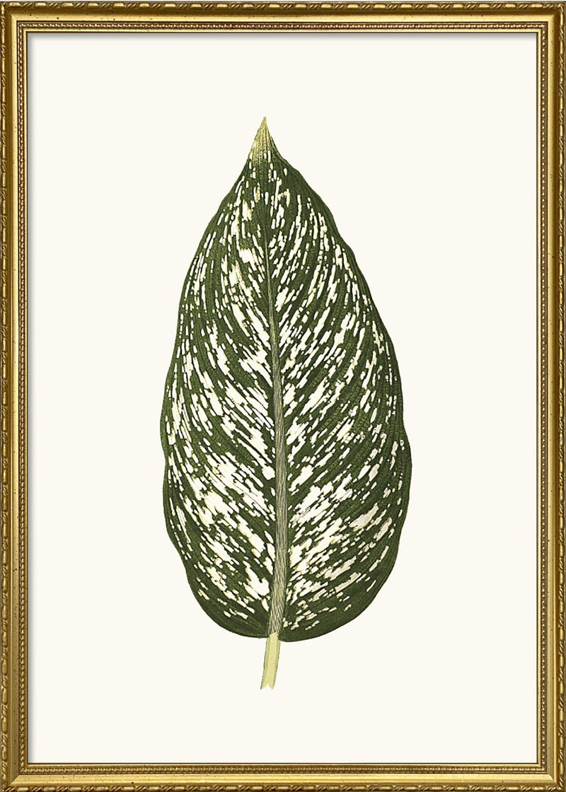 Dieffenbachia Seguina