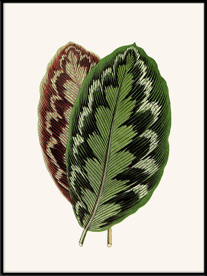 Calathea Veitchiana