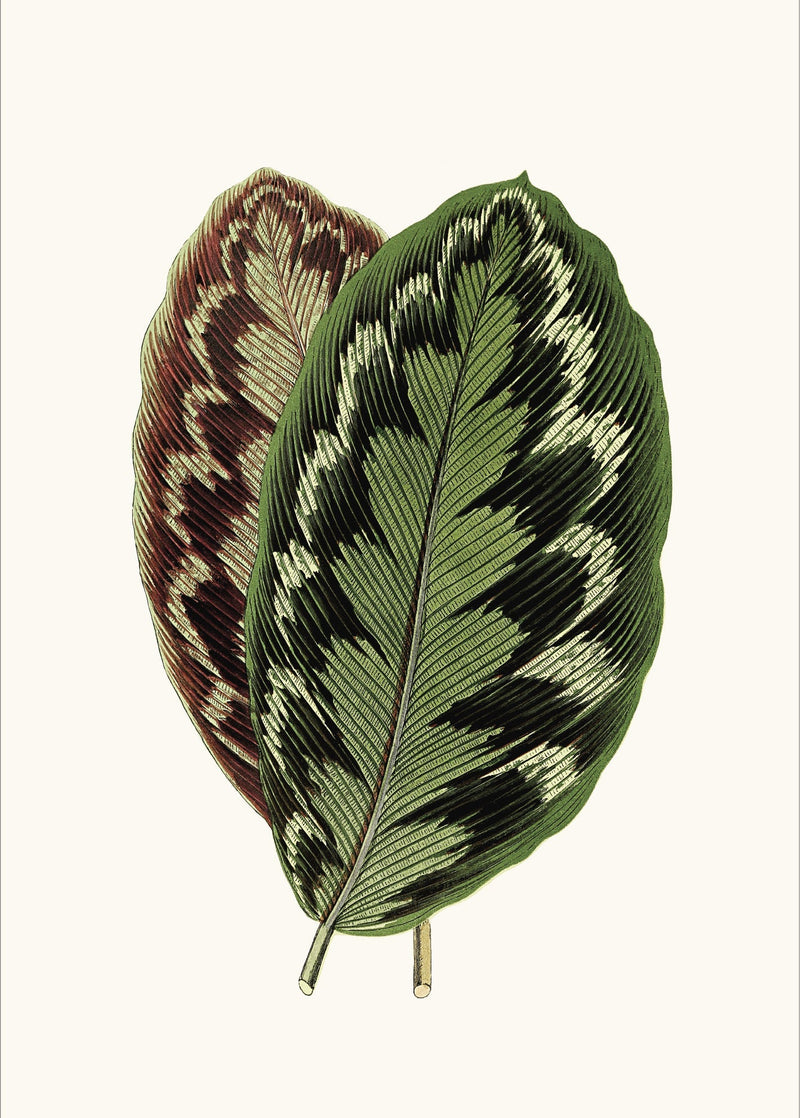 Calathea Veitchiana