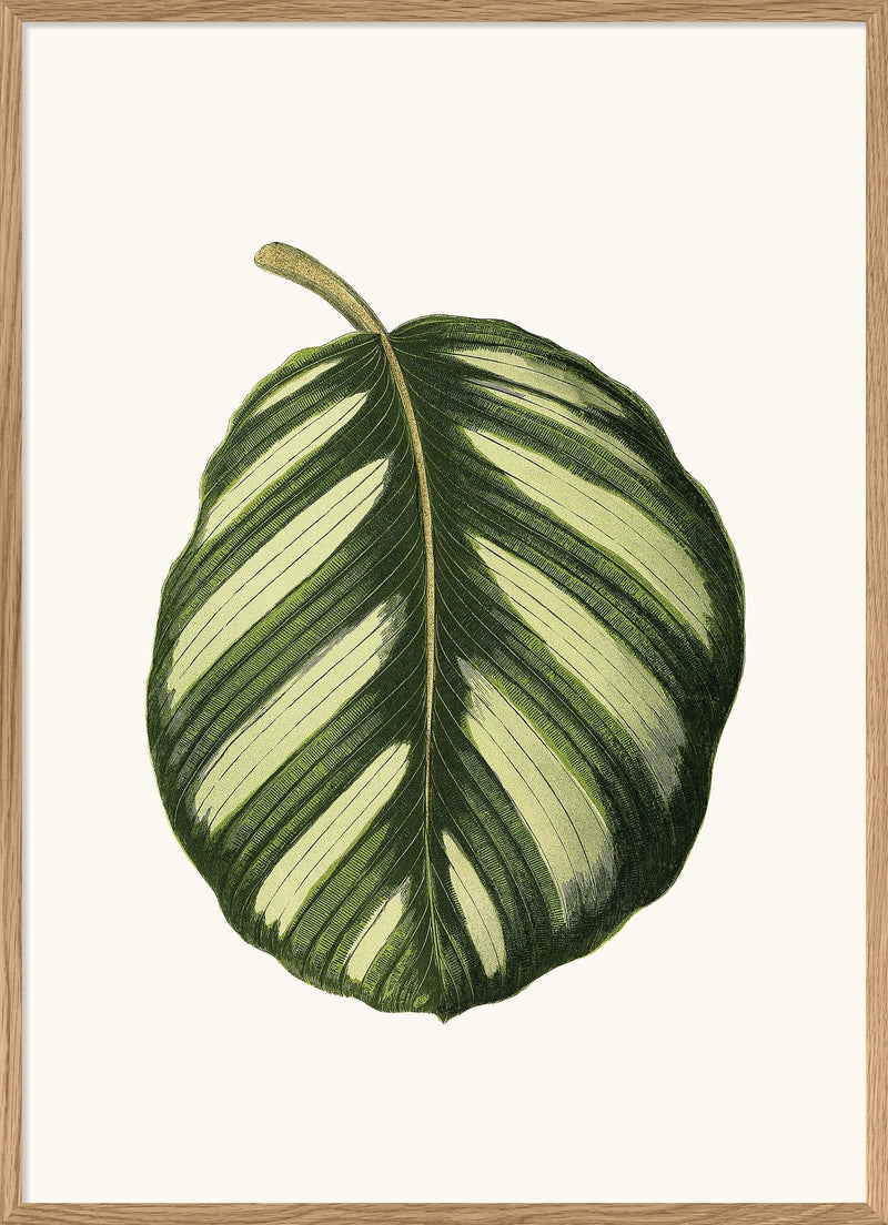 Maranta Fasciata