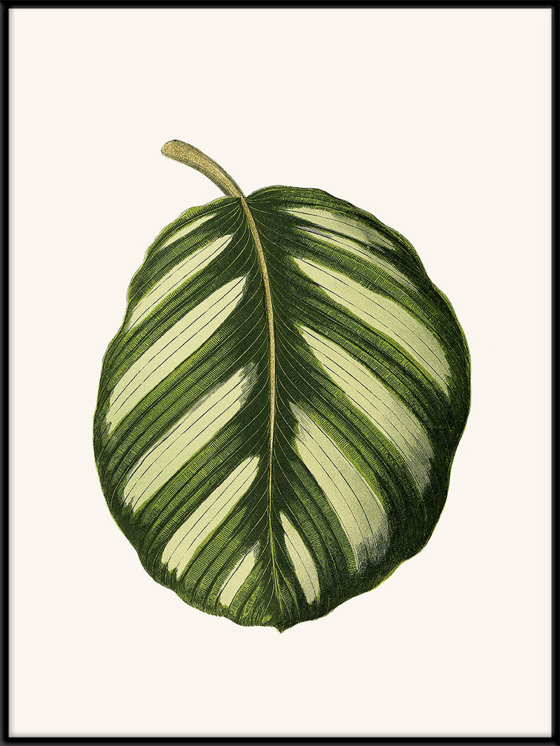 Maranta Fasciata