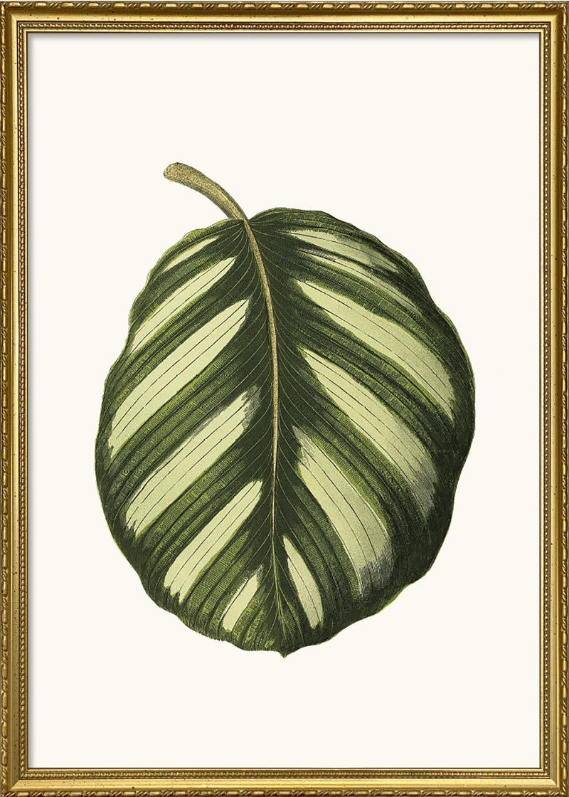 Maranta Fasciata