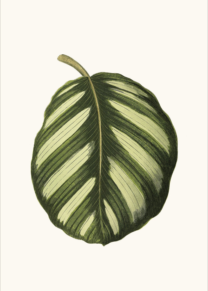 Maranta Fasciata