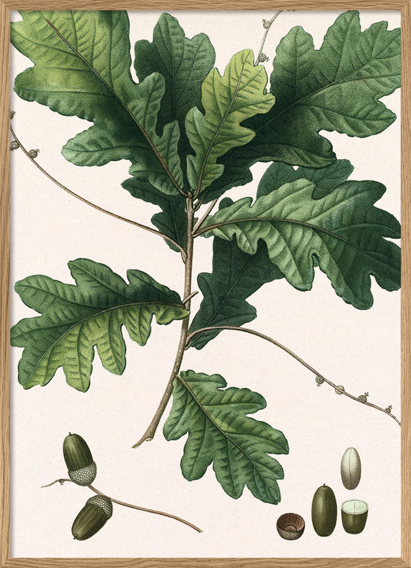 Quercus racemosa - Chêne à grappes