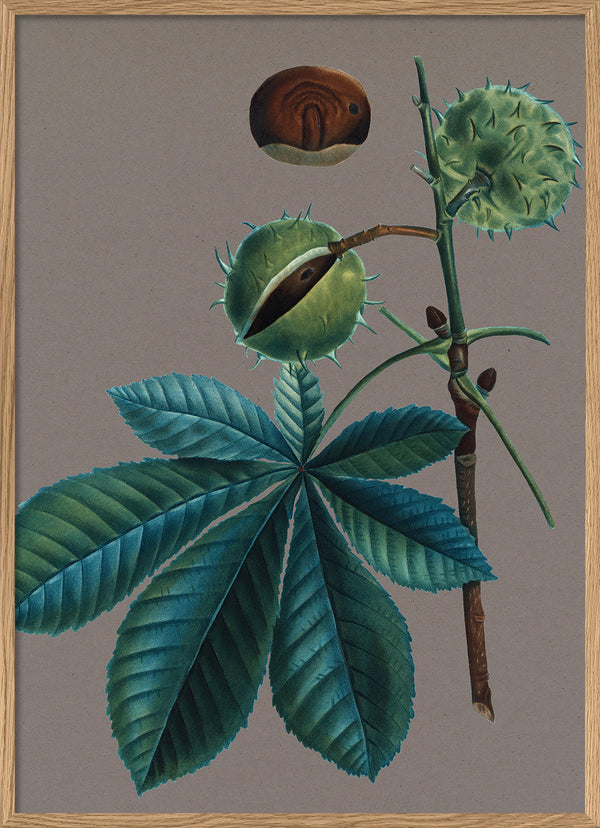 Æsculus hippocastanum - Marronier d'Inde