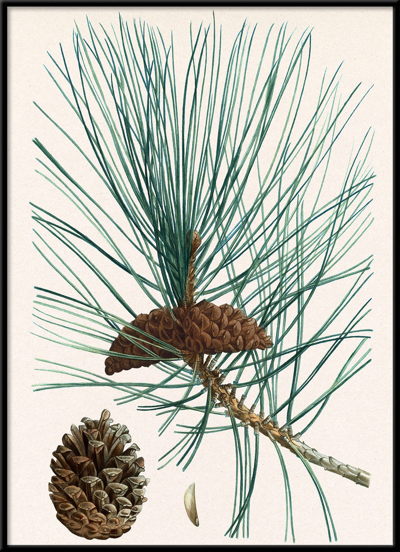 Pinus laricio - Pin laricio