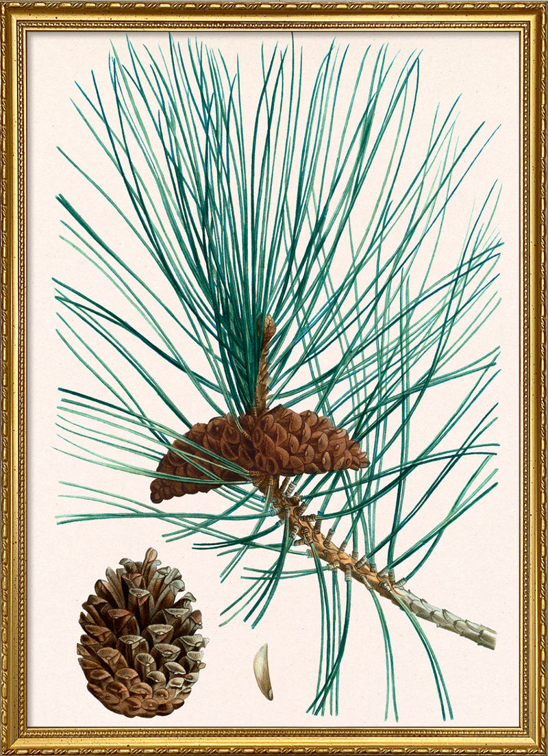 Pinus laricio - Pin laricio