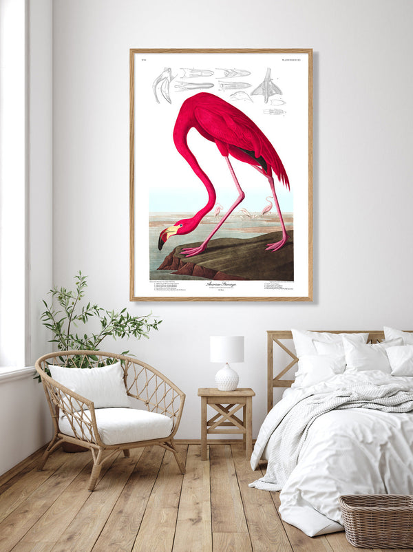 American Flamingo