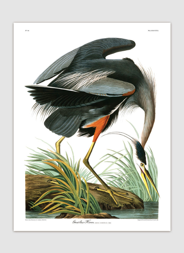 Great Blue Heron