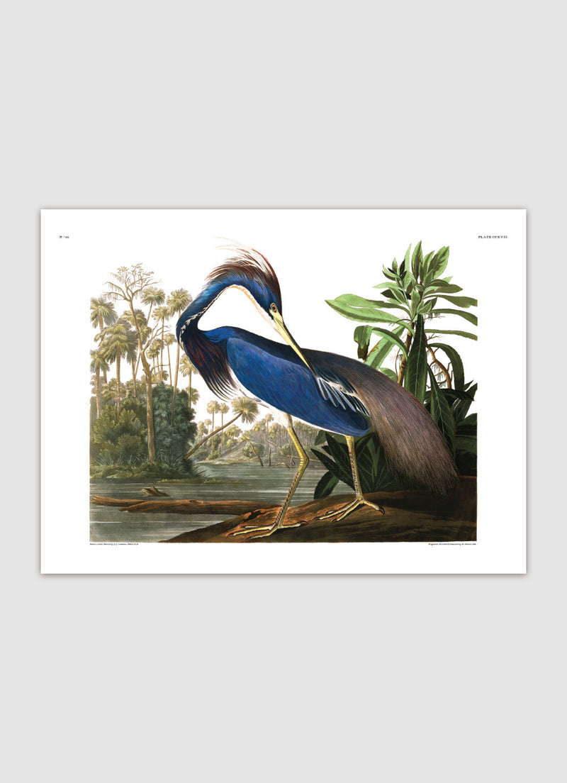 Louisiana Heron
