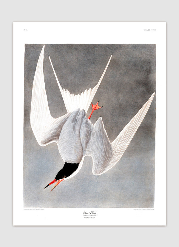 Great Tern