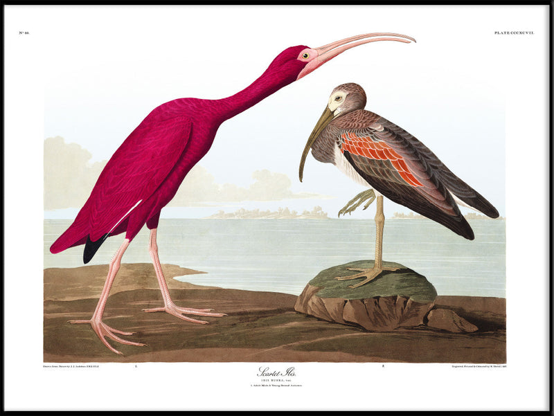 Scarlet Ibis