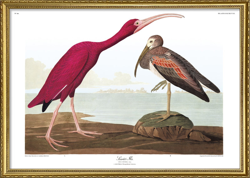 Scarlet Ibis